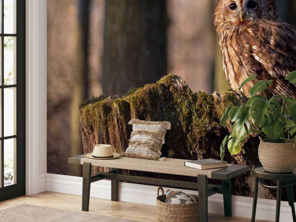 Piccolo gufo su un albero rotto