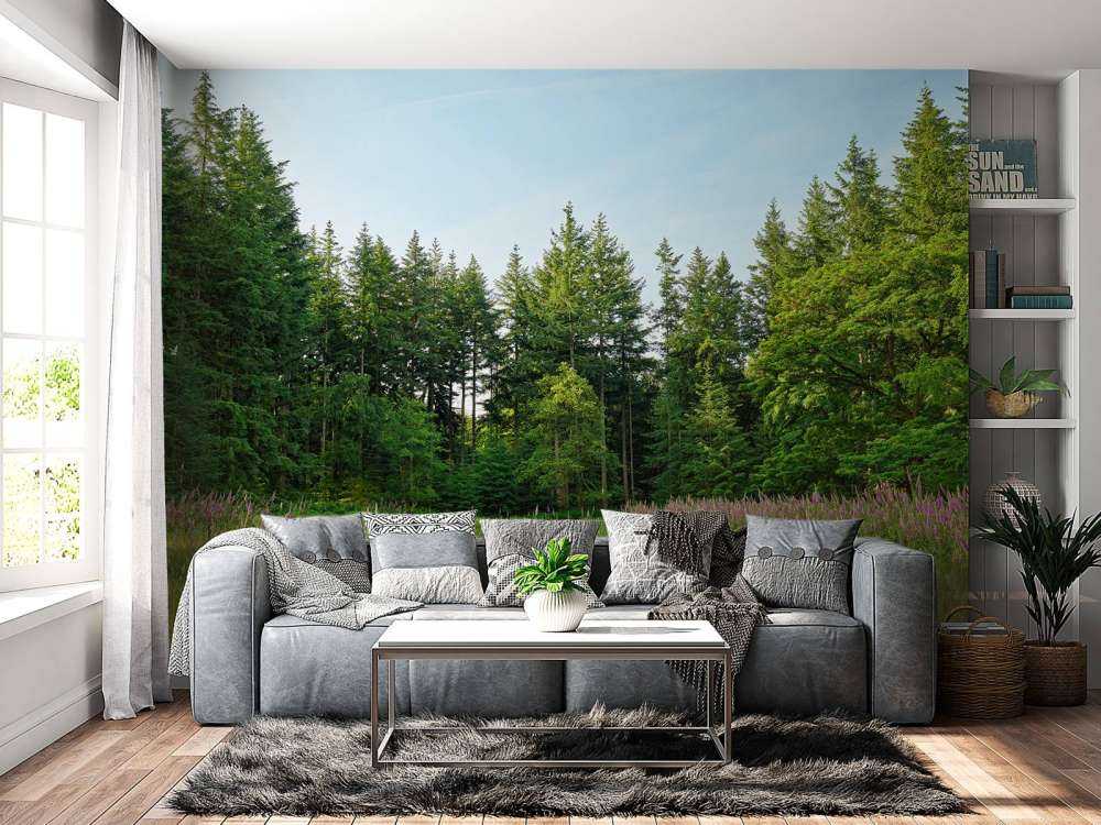 Spazio aperto in una foresta