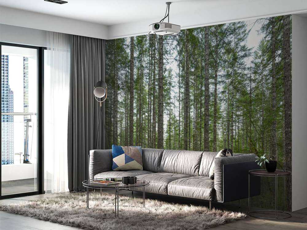 Alti alberi dritti