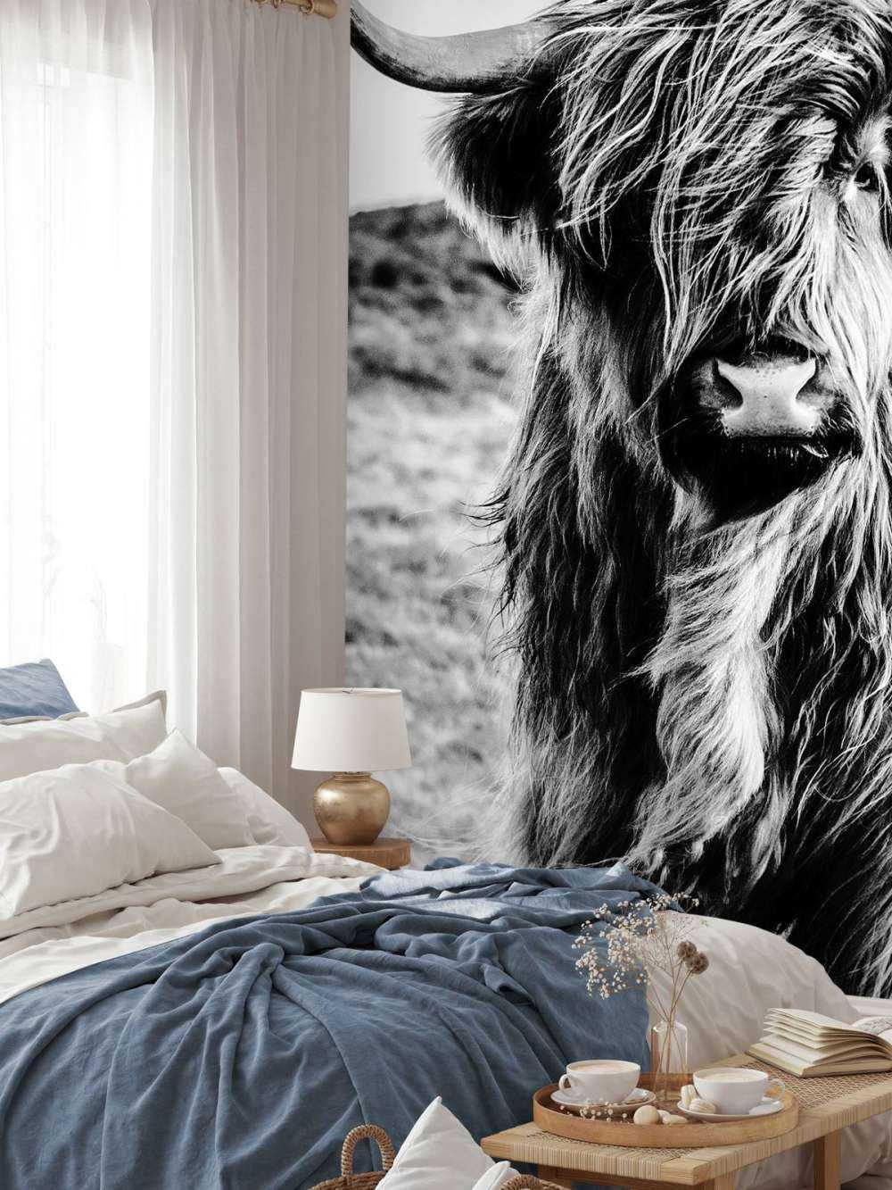 Highlander scozzese in bianco e nero