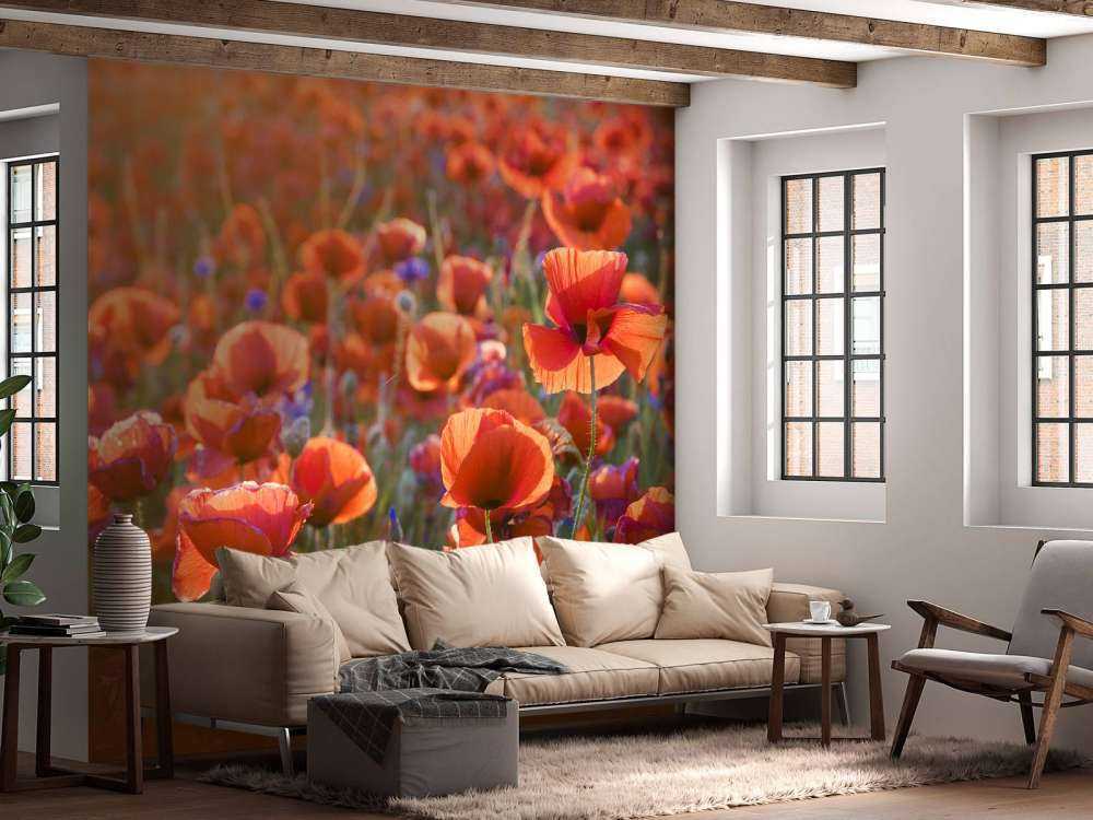 Papaveri alla luce della sera