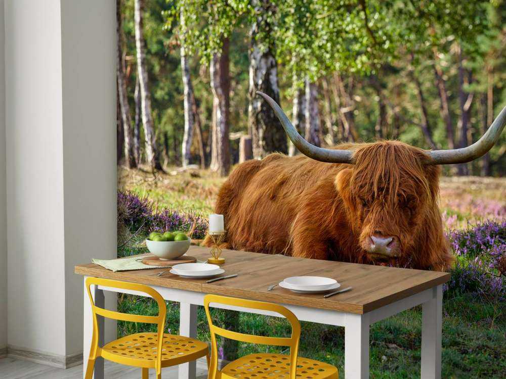 Highlander scozzese a riposo