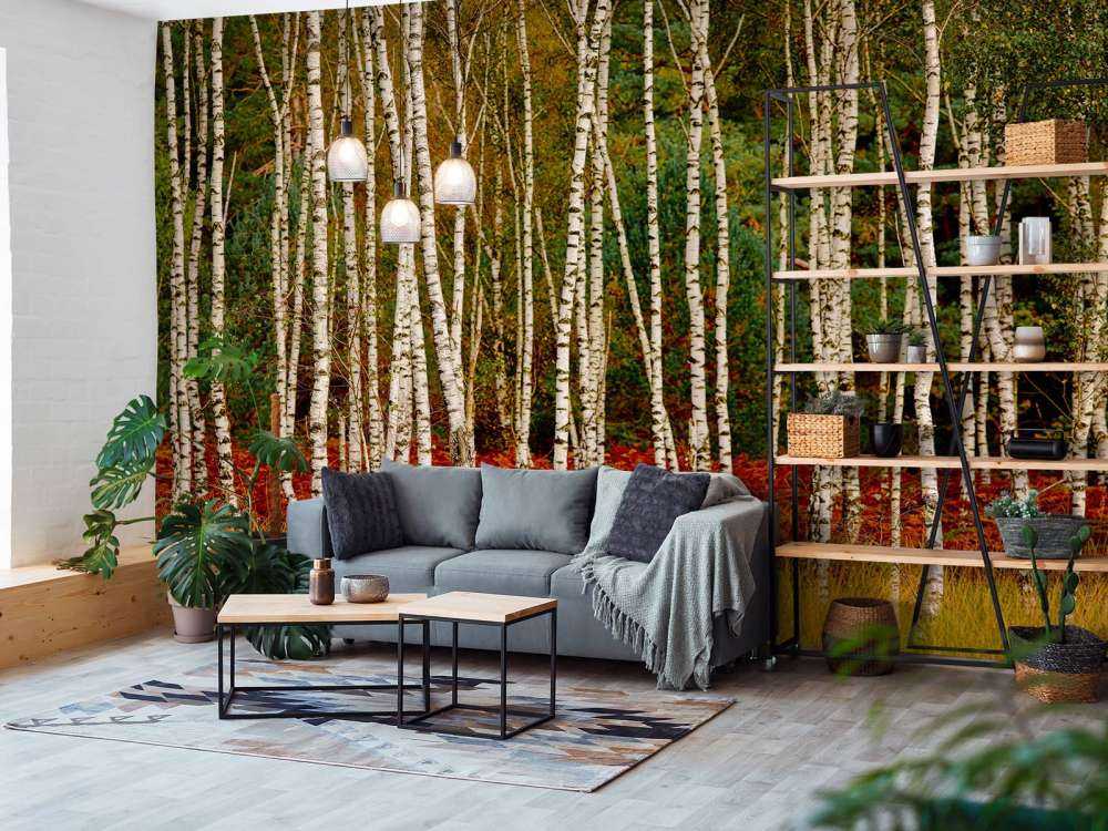 Betulle ai margini della foresta