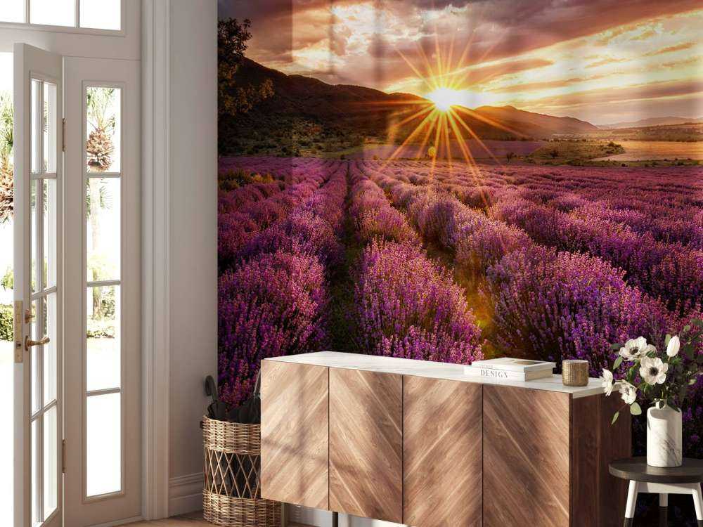 Lavanda sotto il sole