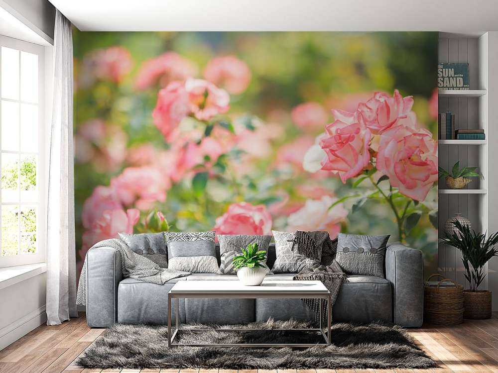 Rosa rosa chiaro cespuglio