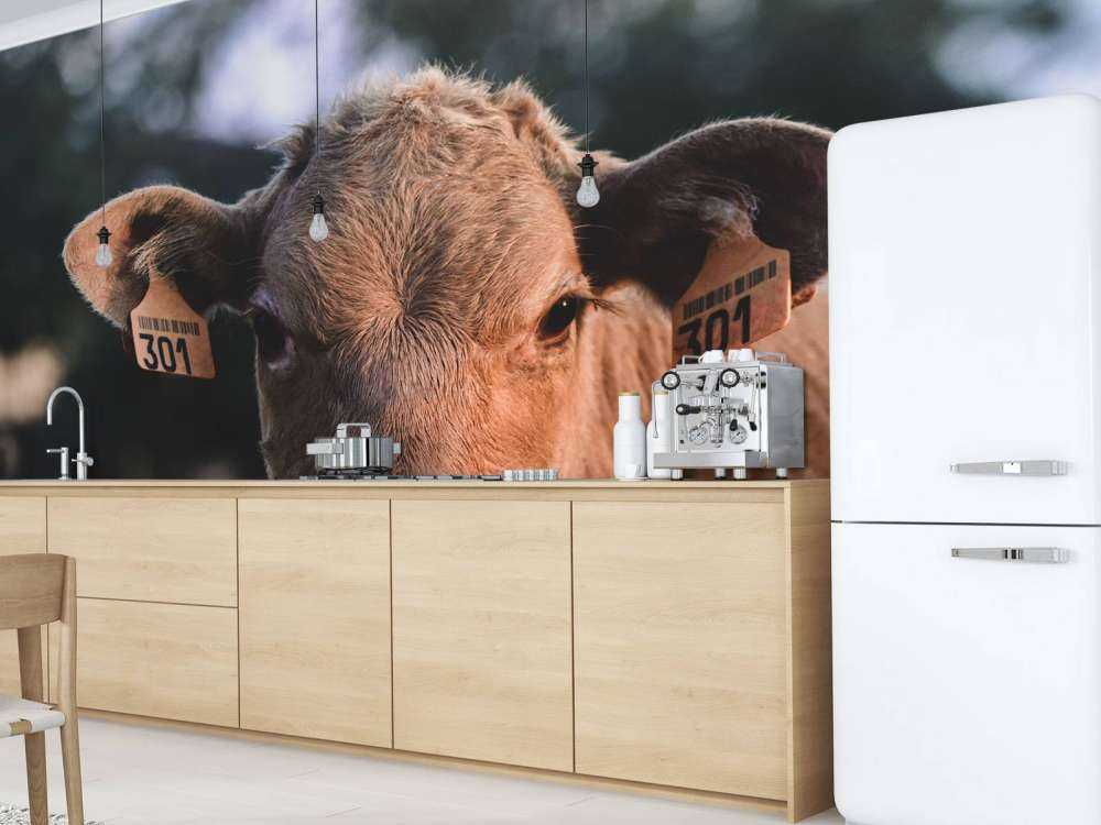 Mucca in primo piano