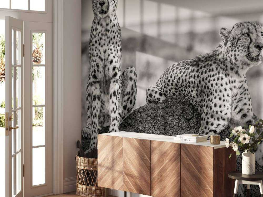 Two Cheetahs watching out