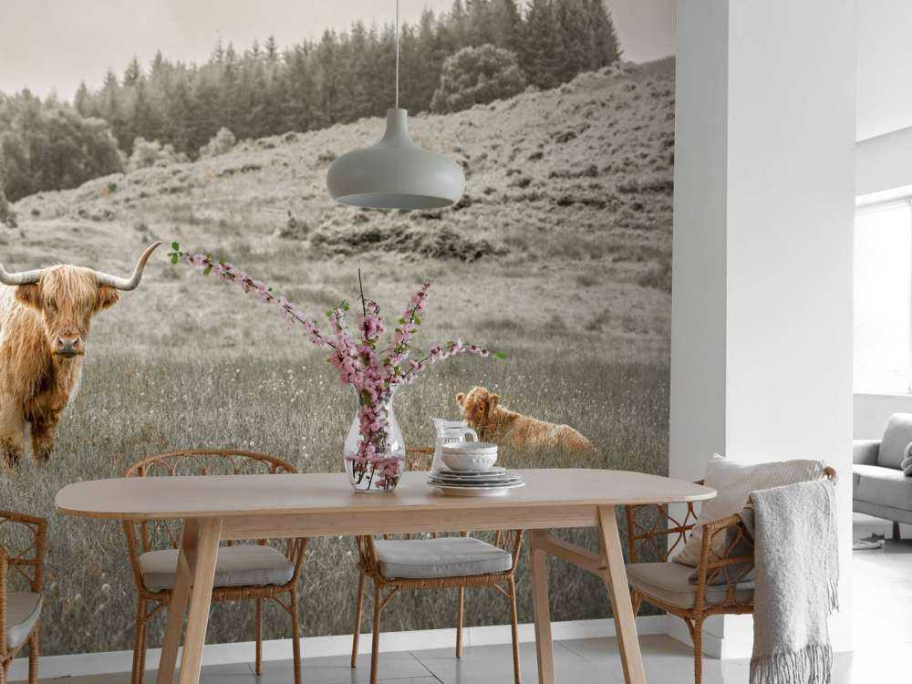 Highlander scozzese con vitello