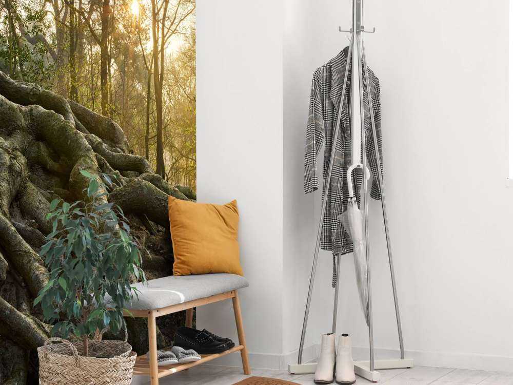 Radici dell'albero sopra il terreno