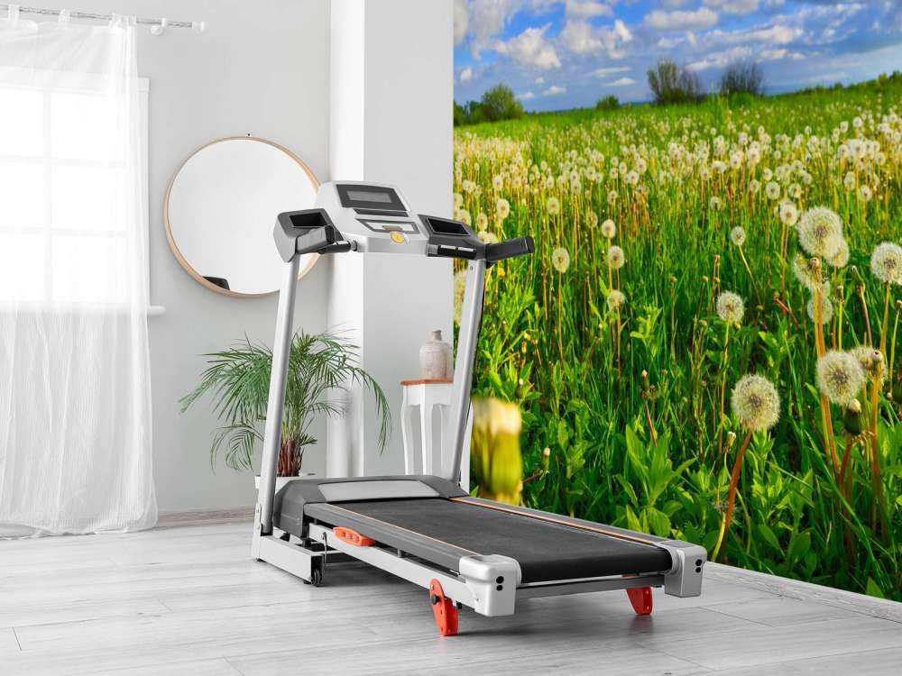 Campo di denti di leone