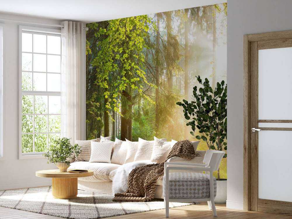 Paesaggio forestale all'alba