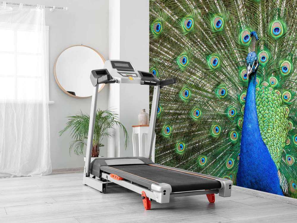 Pavone con piume dilatate