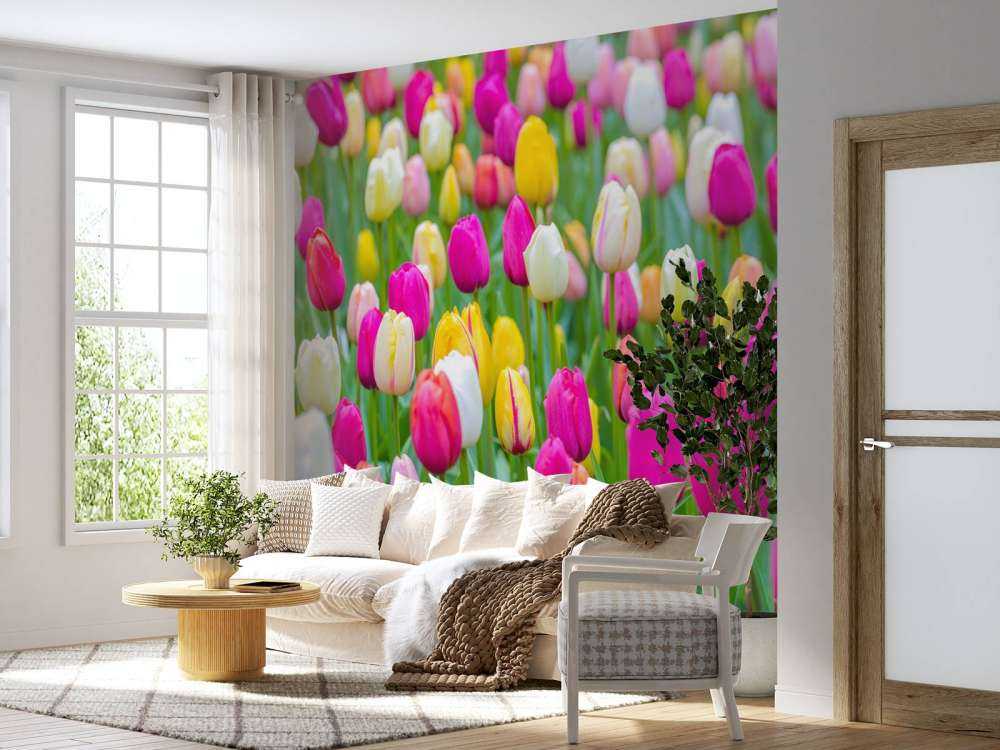 Tulipani colorati in un campo