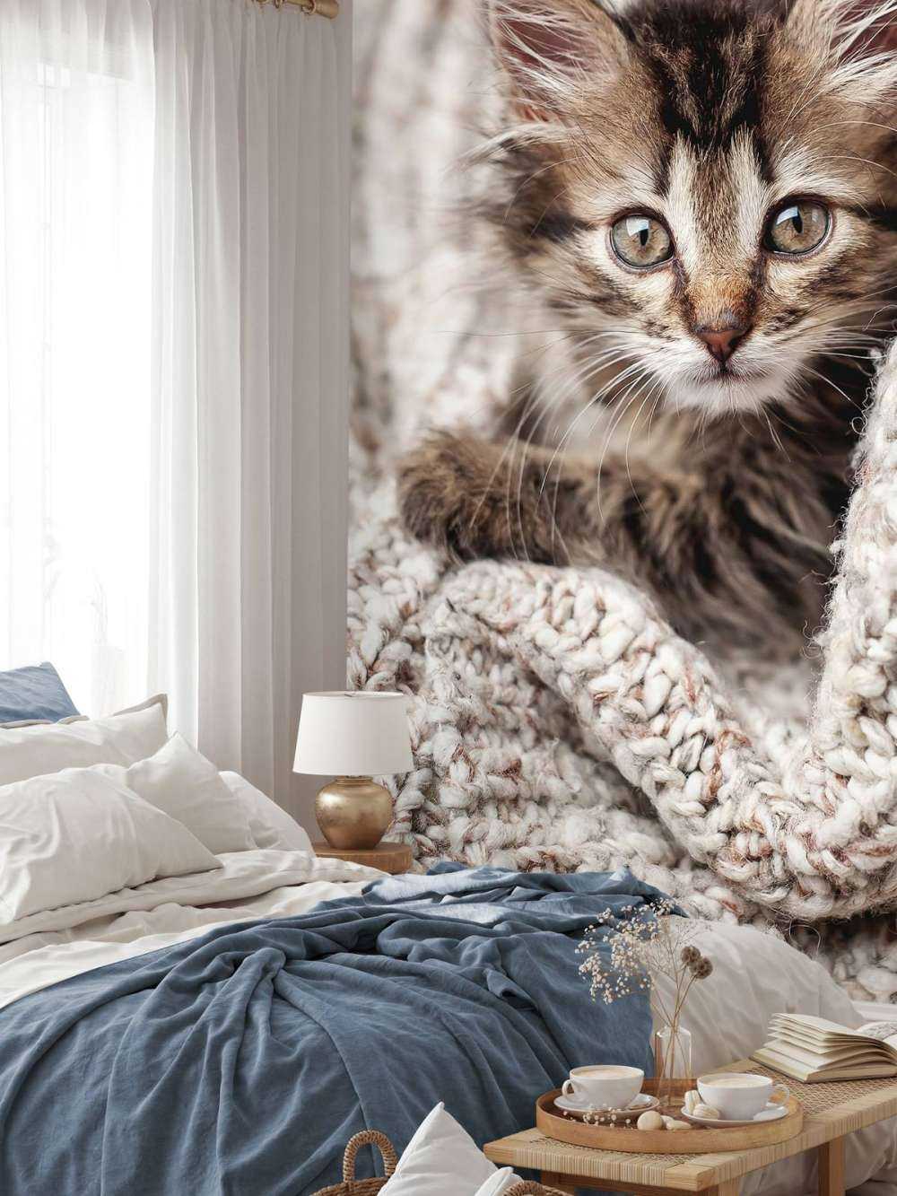 Gatto in una coperta