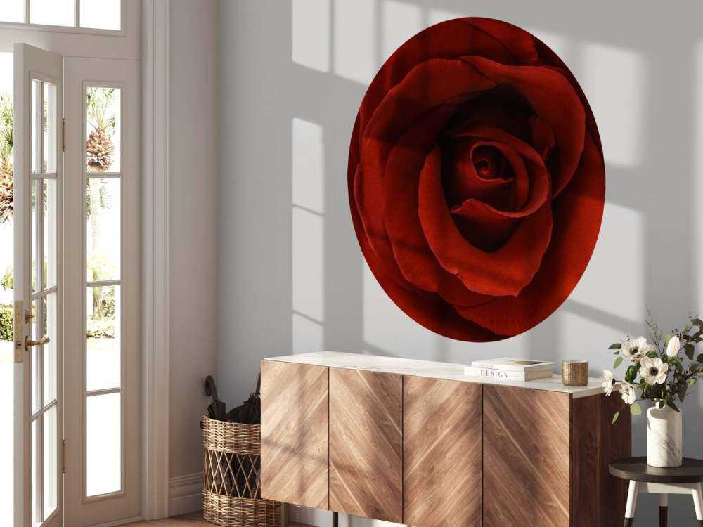 Rosa rossa da vicino