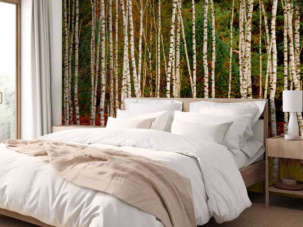 Betulle ai margini della foresta