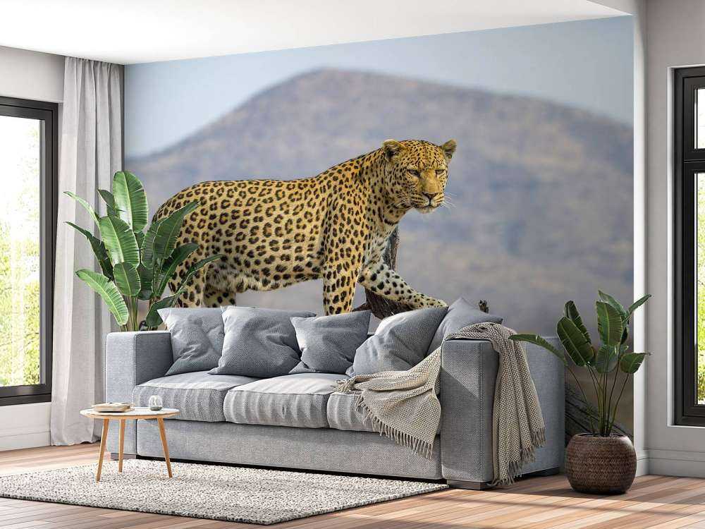 Leopardo in Namibia