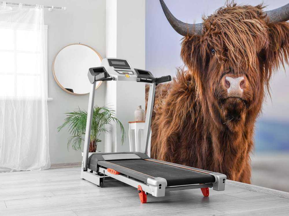 Staring Highlander scozzese