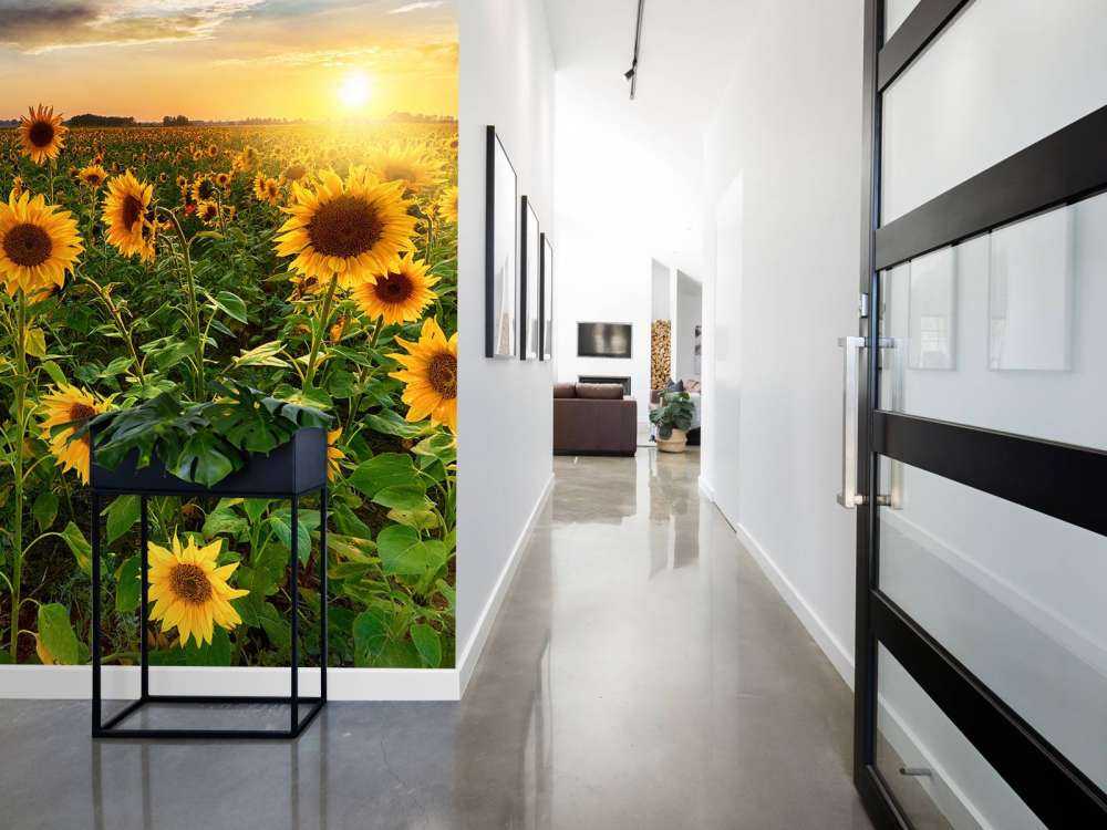 Bellissimo campo di girasoli