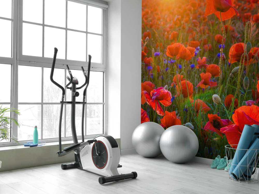 Papaveri con il sole nascente