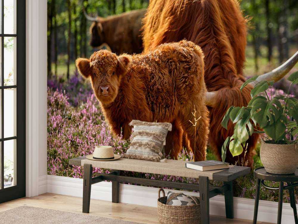 Famiglia Scozzese Highlanders