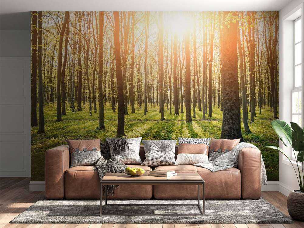 Sole serale in un bosco