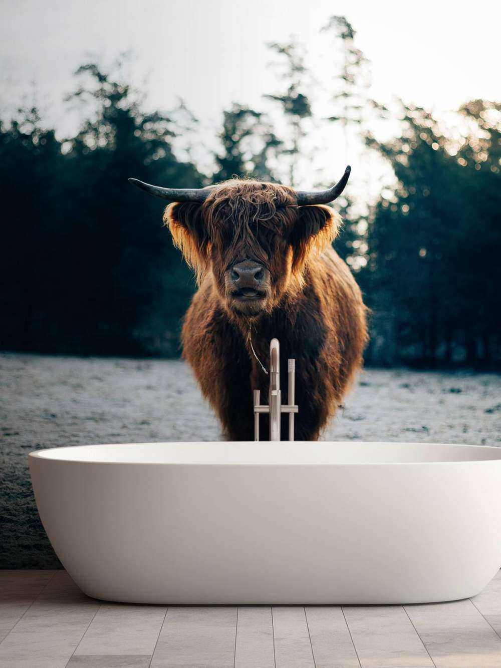 Highlander scozzese al sole del mattino