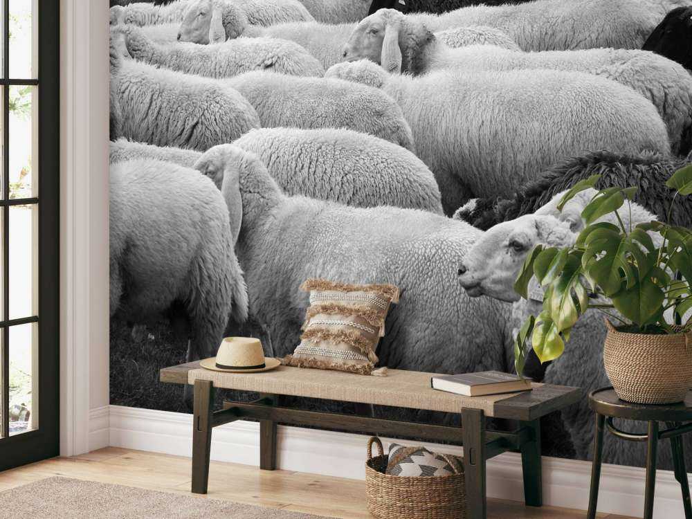 Pecora in bianco e nero