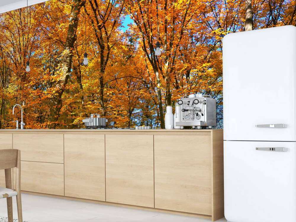 Autunno nella foresta