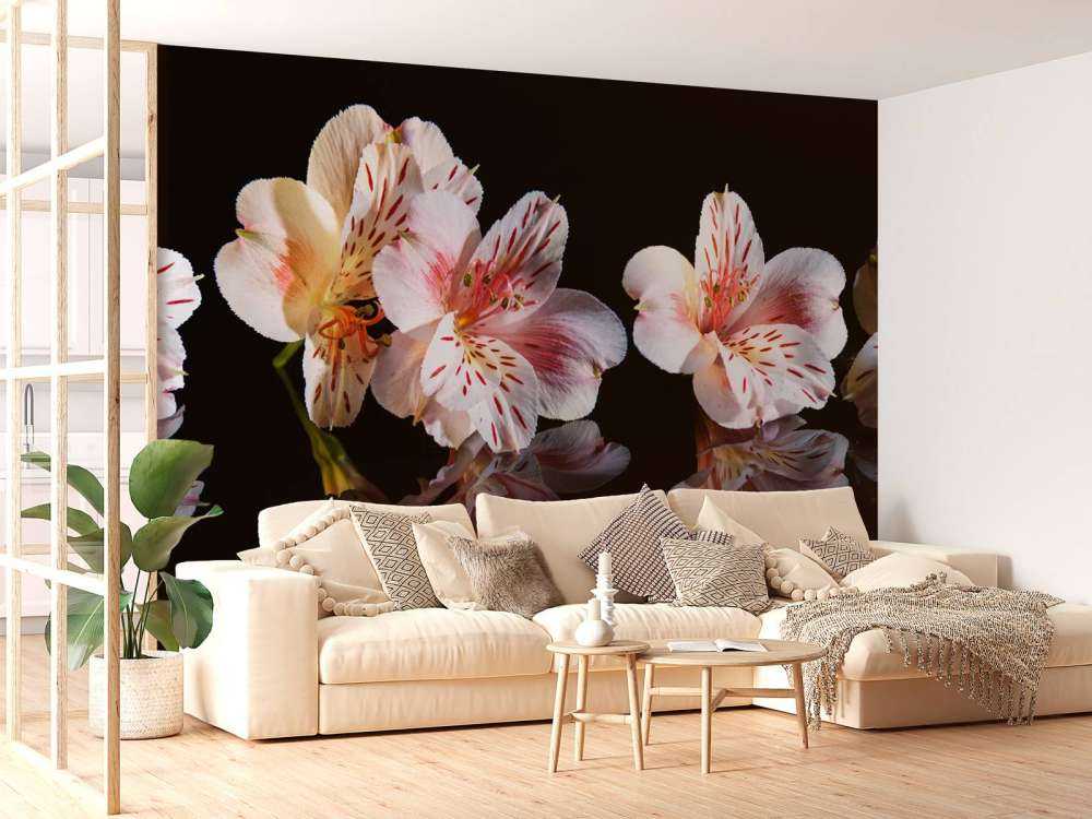 Alstroemeria fiori con riflessione