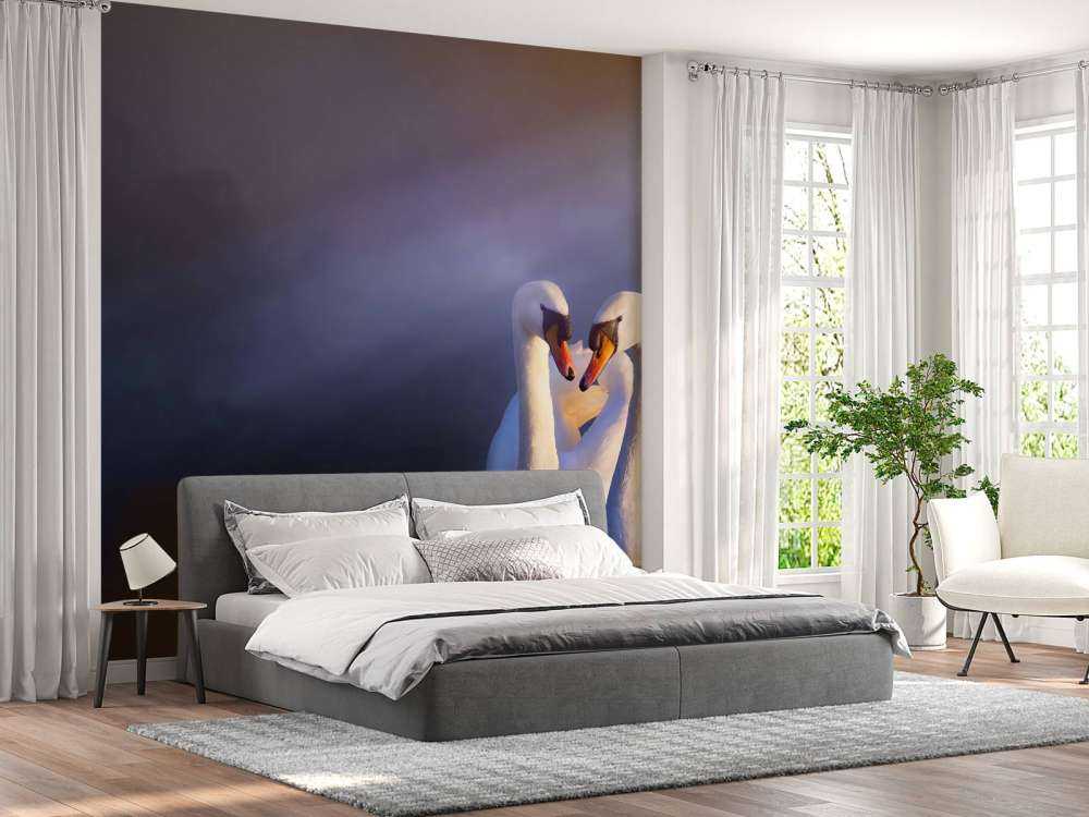 Amore coppia cigni bianchi coppia bianco