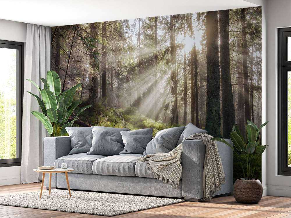 Foresta autunnale con sole