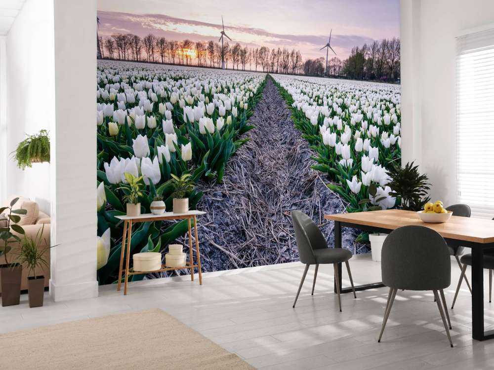 Campo di tulipani bianchi