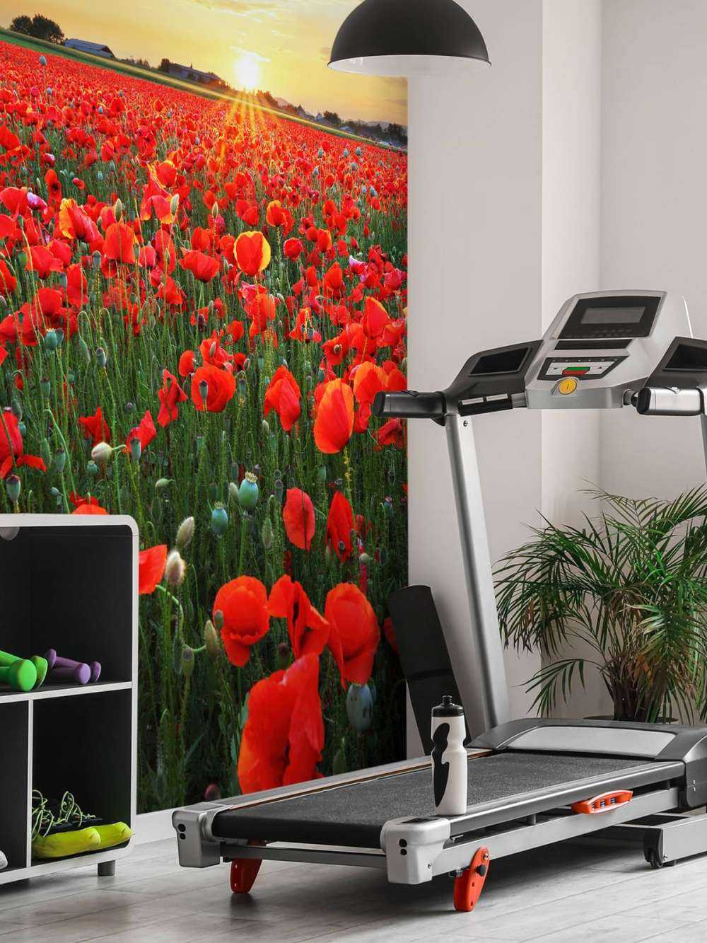 Papaveri al tramonto