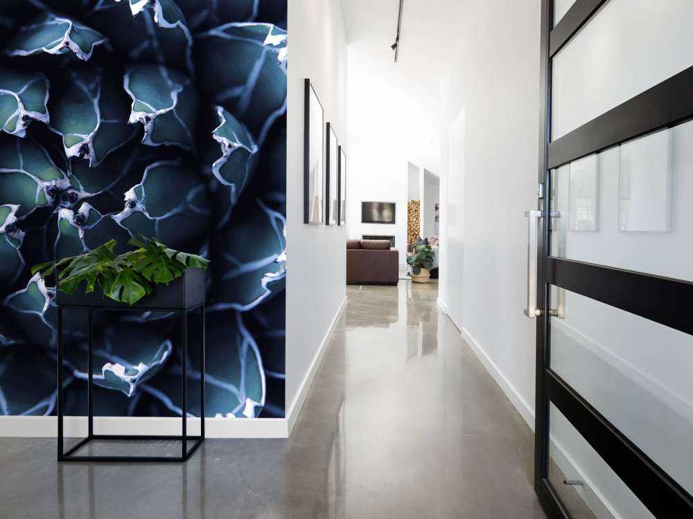 Succulenta blu scuro