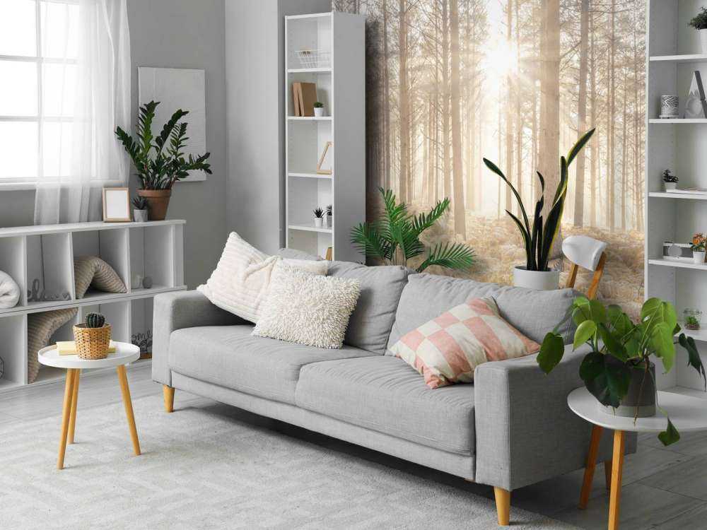 Raggi di sole attraverso la fredda foresta