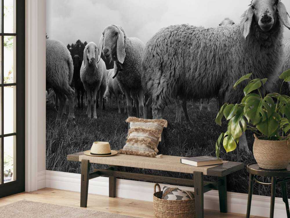 Gregge di pecore in bianco e nero