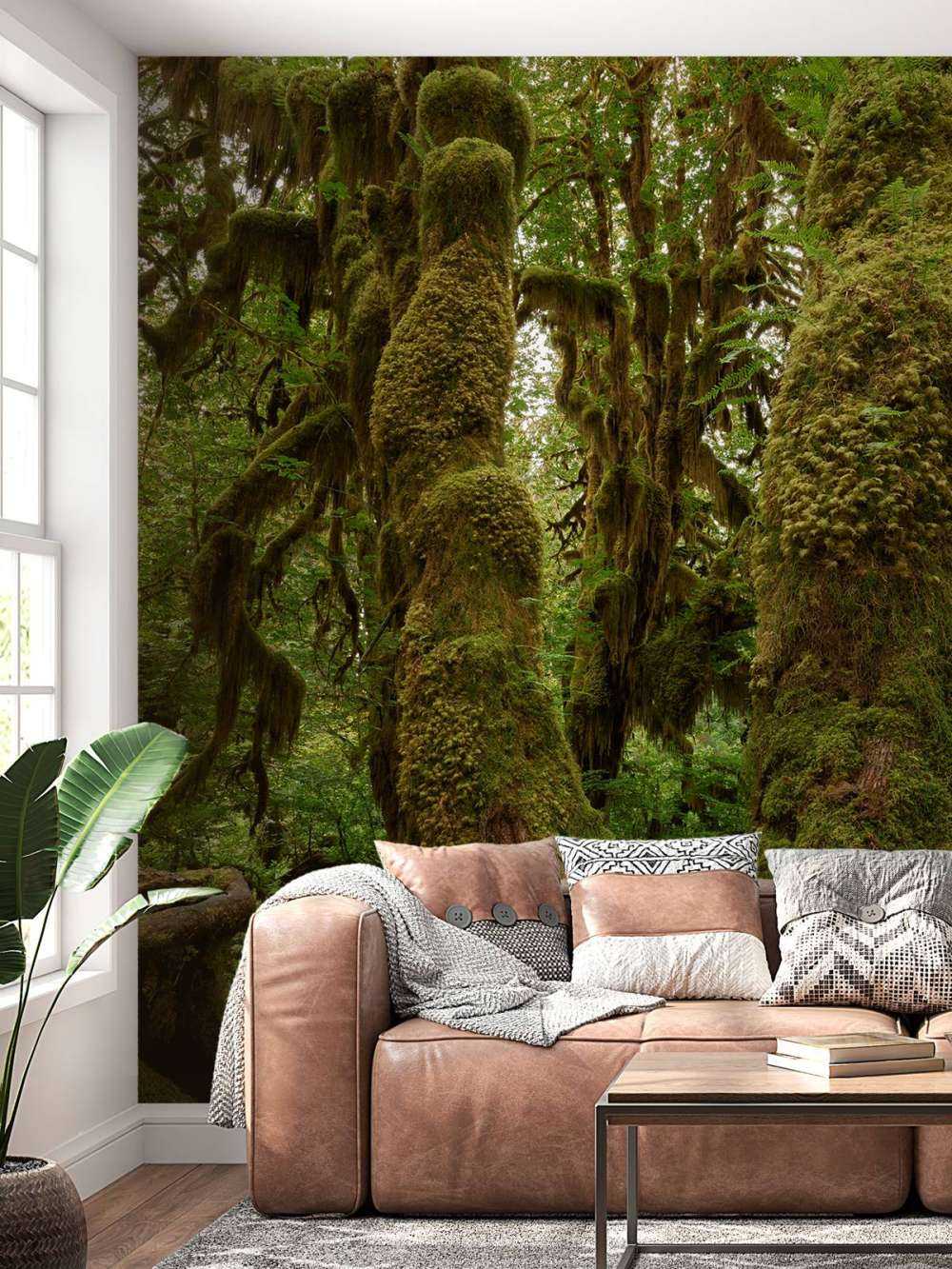 Alberi in una foresta pluviale