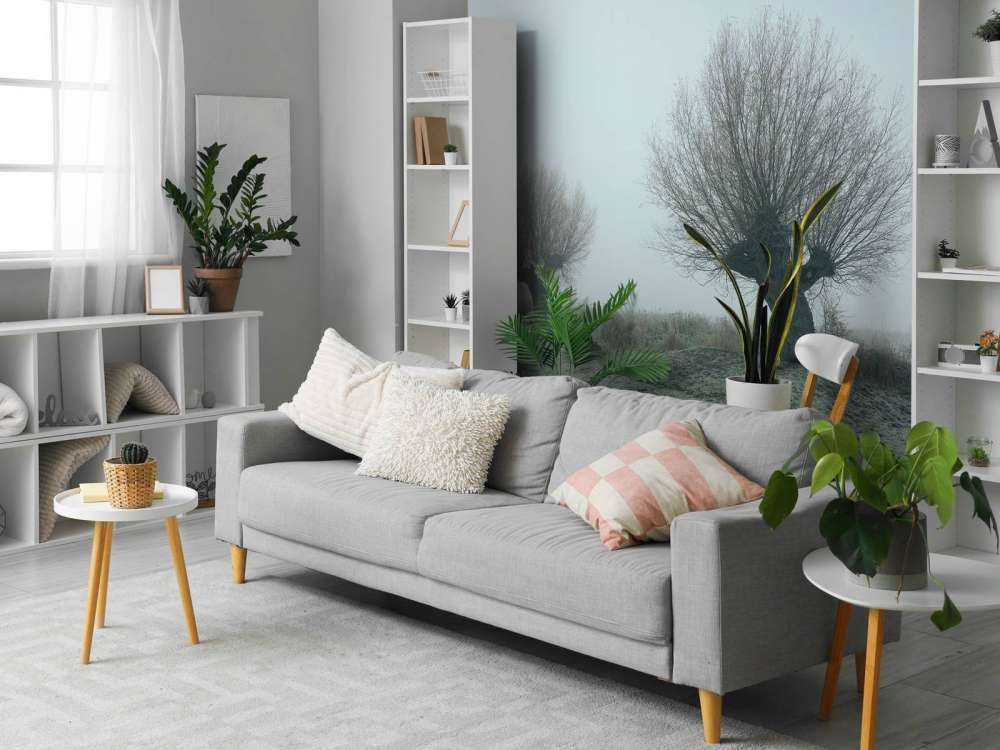 Salici di Pollard nella nebbia