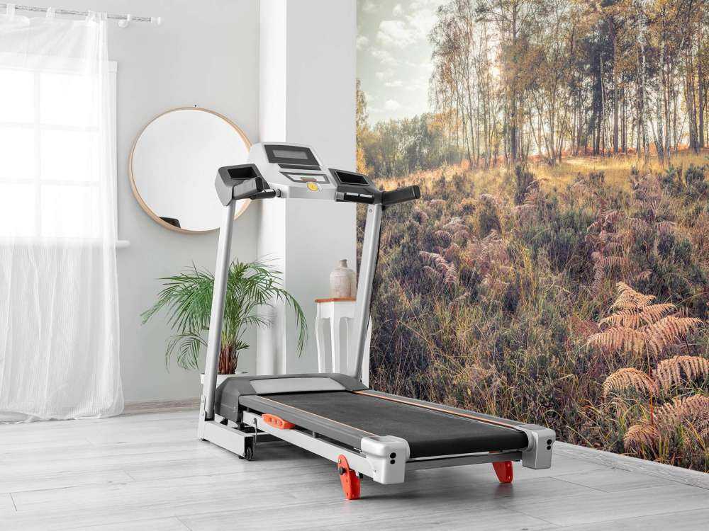 La foresta durante la mattina