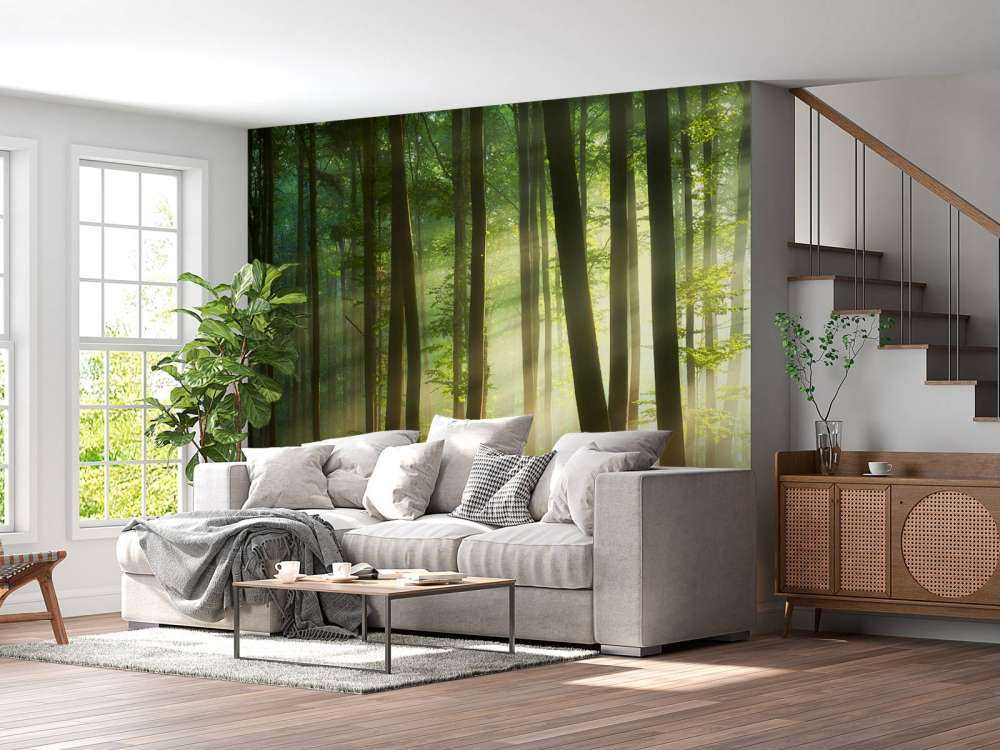 Il sole del mattino tra gli alberi