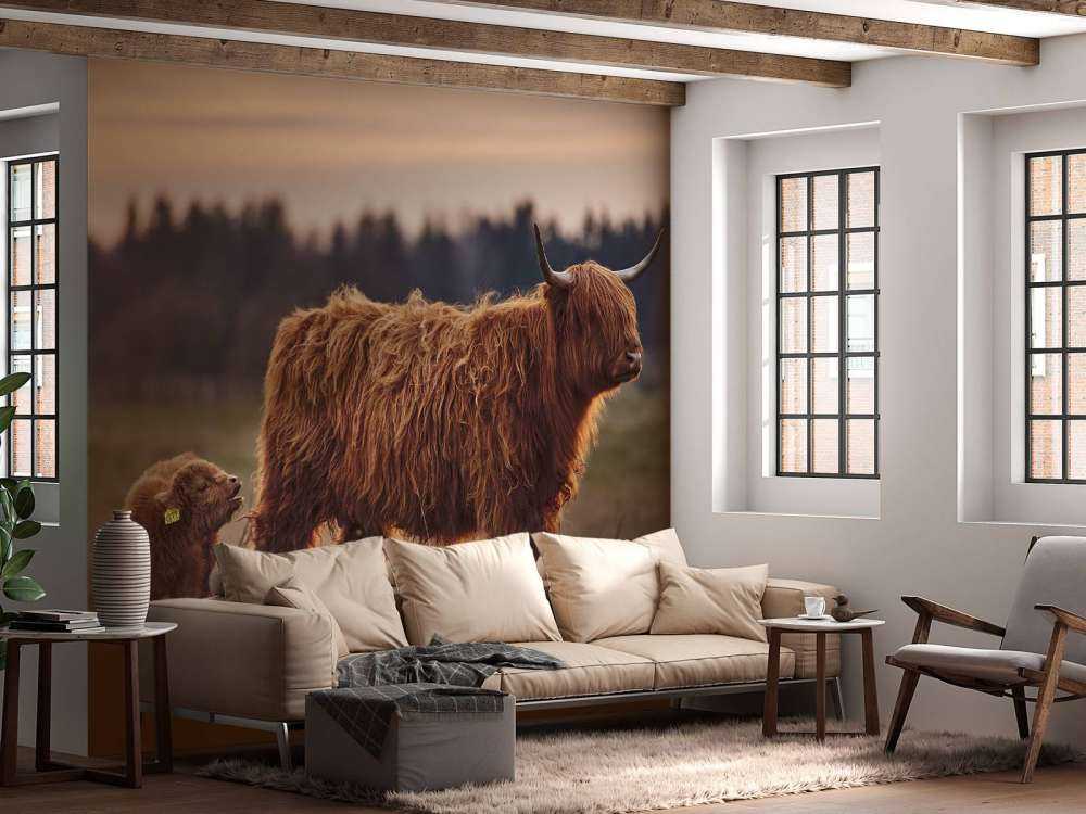 Highlanders scozzesi nel prato