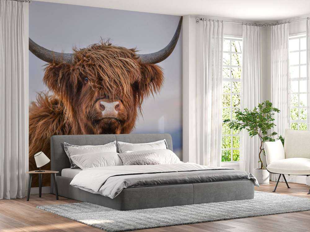 Staring Highlander scozzese