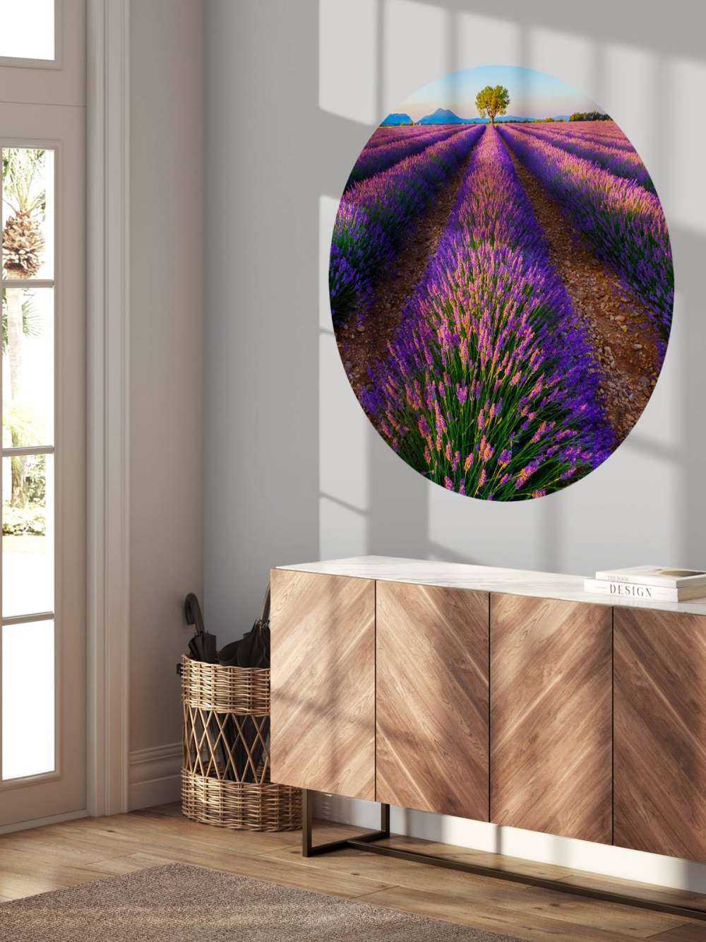 Lavanda alla luce del sole