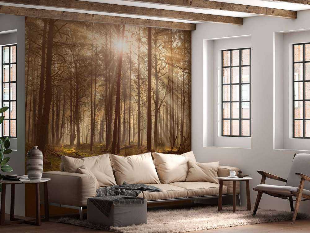 Foresta con alberi ad alto fusto