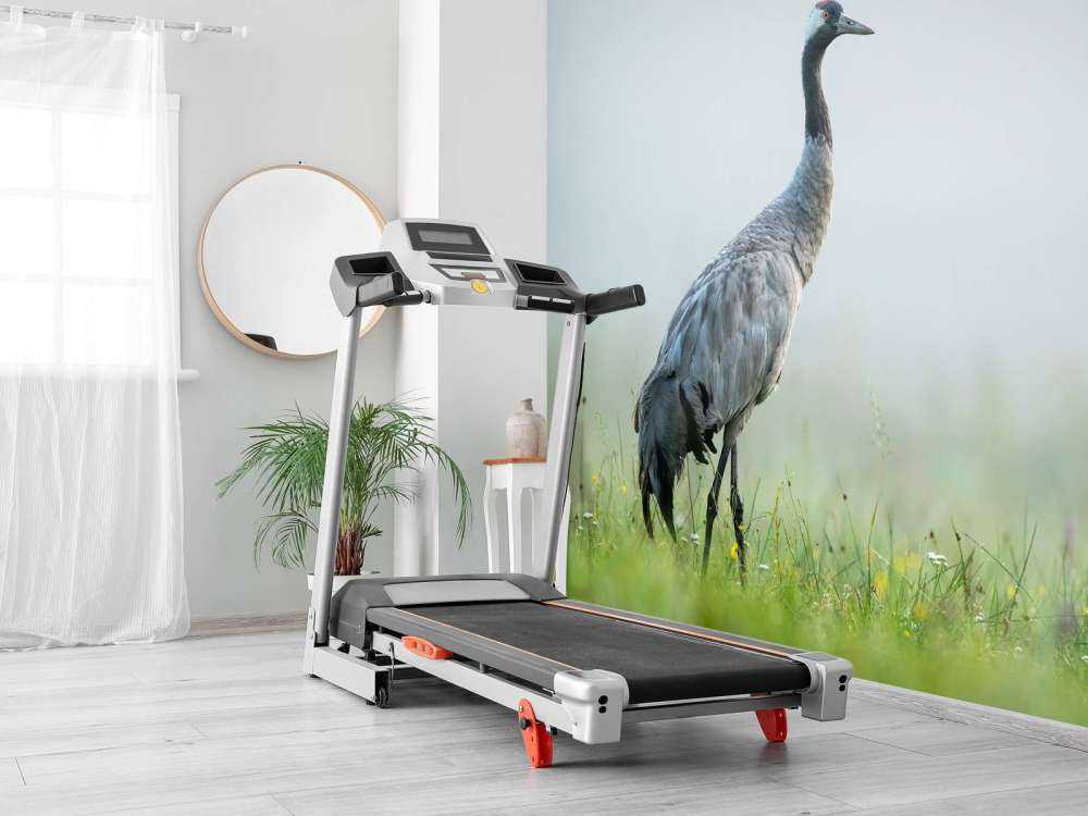 Gru nella nebbia del mattino