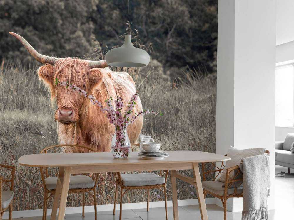 Highlander scozzese in un campo