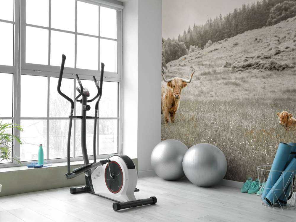 Highlander scozzese con vitello