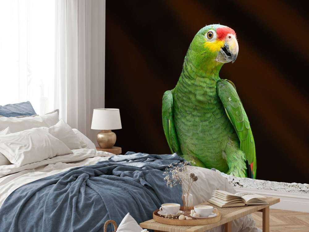 Pappagallo curioso