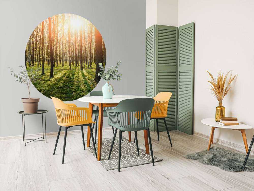 Sole serale in un bosco